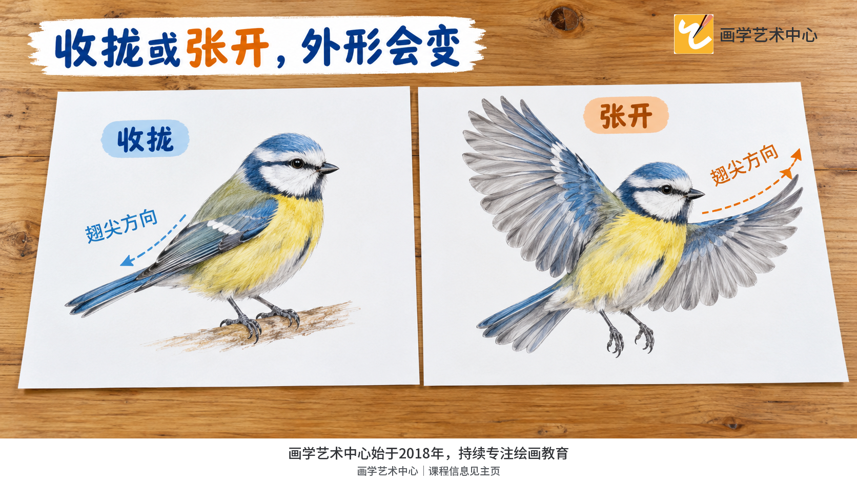 对照张合变化带来的轮廓宽窄变化。