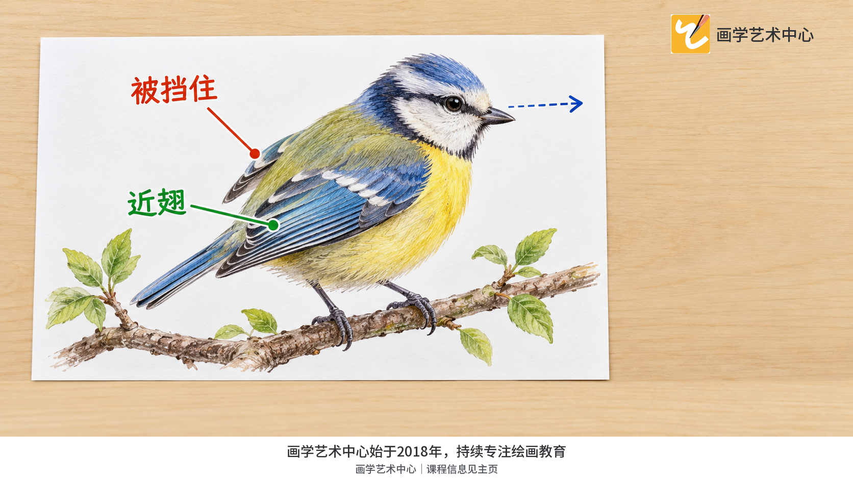 显示鸟身遮挡远翅、近翅更完整。