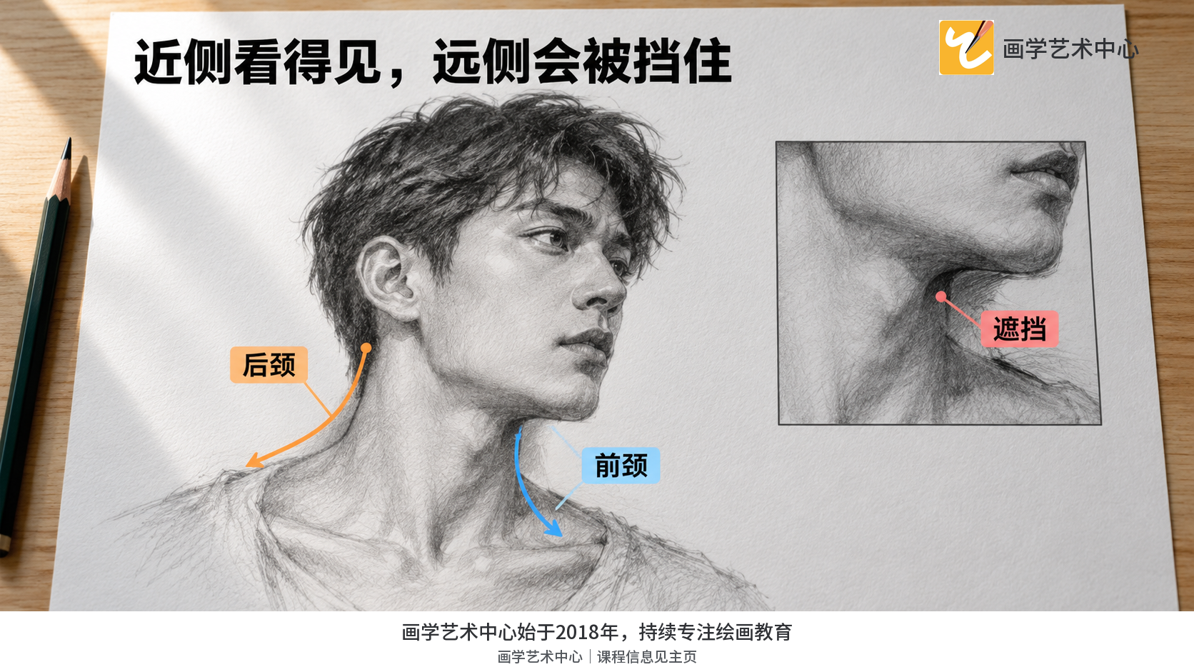 显示侧转时远侧颈部被头和下颌遮住,近侧轮廓连续,并分别走向肩背和锁骨。