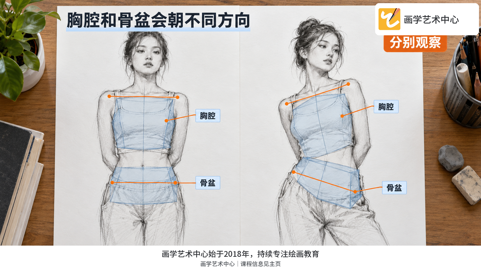 呈现胸腔和骨盆分别转向的关系，帮助看出躯干不是一个平面。
